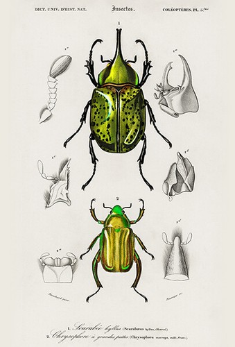 Scarabeo ercole orientale - scarabeo,