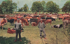 Mandria di bestiame da