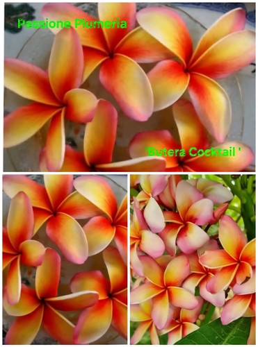 Talea plumeria - di, (plumeria