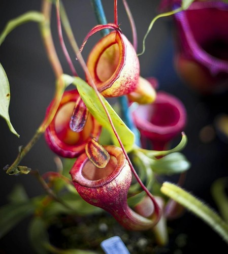 Nepenthes jamban pianta - nepenthes,
