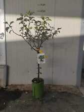 Susino nano 130 cm foto reali