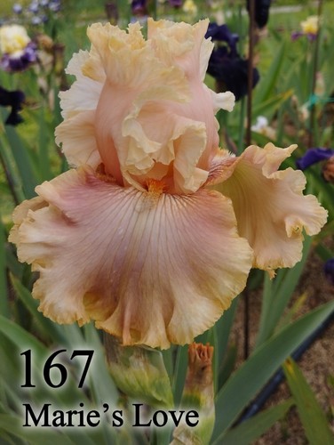Rizoma iris germanica - rizoma,