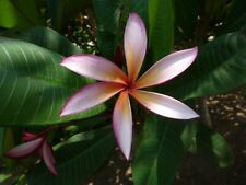 Sea Star - Talea - Monopunta