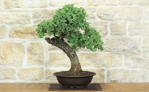 Bonsai quercia roverella - bonsai,
