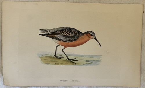 Morris curlew sandpiper - morris,
