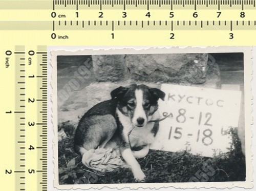 Cane cucciolo curatore ore - cane,