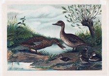 Anatre Ducks Anatra Uccelli