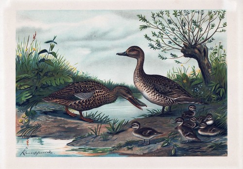 Anatre ducks anatra - ducks,