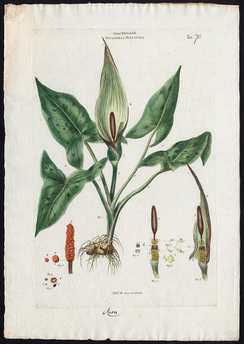 Stampa antica arum - stampa, antica-arum
