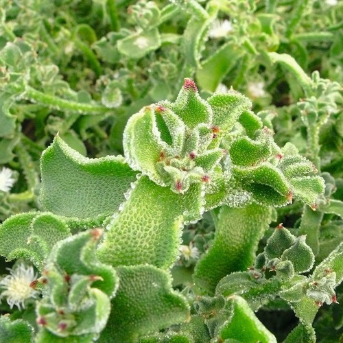 Aptenia erba cristallina - l'erba,
