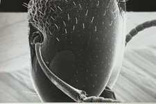 Eastman Kodak - Micrografie