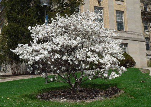 Magnolia giapponese - giapponese, "magnolia