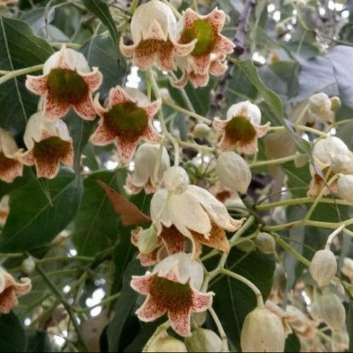 Brachychiton populneus - ,