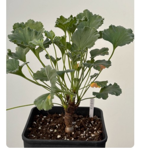 Pianta succulenta cactus - di,
