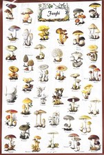 Poster funghi illustrati
