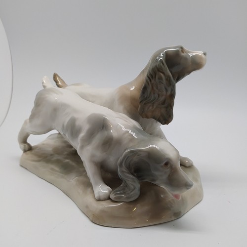 Coppia cani caccia - cani,