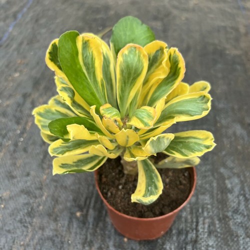 1testa euphorbia venenifica - 1testa,