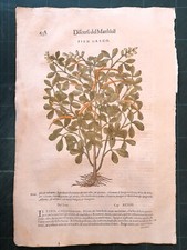 MATTIOLI MATTHIOLI Erbario a figure grandi originale del 1604 FIEN GRECO