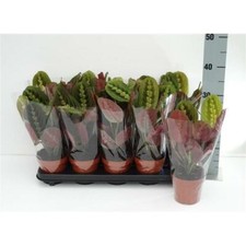 Maranta leuconeura Fascinator