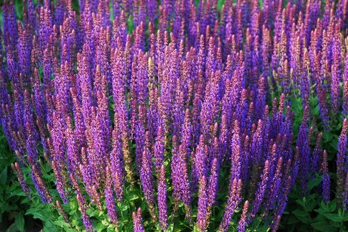 Salvia officinalis 0 6 - l.,, g