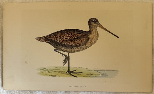 Sabinen snipe scolopax - sabinen's,