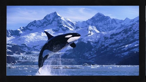 Orca whale ocean bar runner - whale,