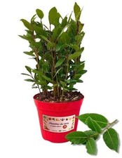 Piantine orto alloro - p,