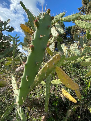 Opuntia dejecta talea - talea,
