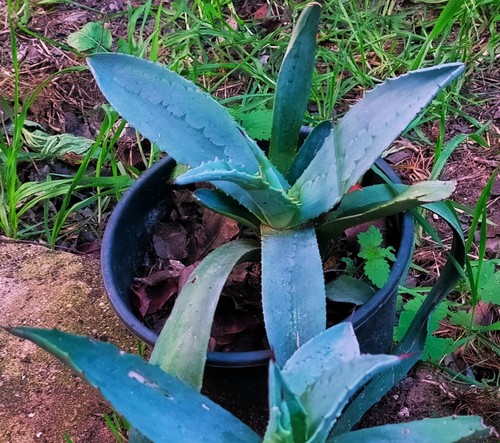 Pianta agave americana in - pianta,