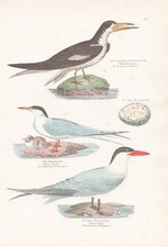 Meerschwalbe Scheereschnabel