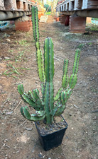 EUPHORBIA LEDIENII -