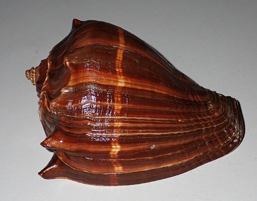 134 enorme melongena patula - mm,