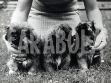 Foto vintage Animali, tre cuccioli di cane pechinese, stampa 21 x 15 cm