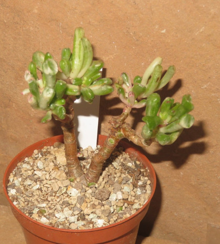 Crassula argentea gollum - crassula,