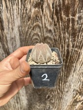 Euphorbia Obesa/ Wild Plant / Collection Plant Pot 7cm X 7 Cm