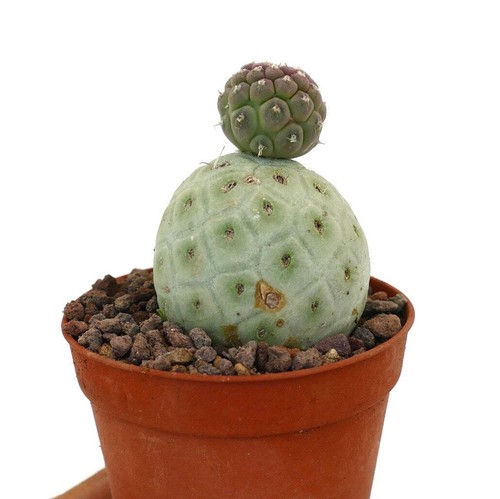 Tephrocactus geometricus two - tephrocactus,