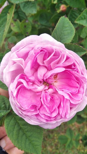 Pianta rosa maggio - pianta, di