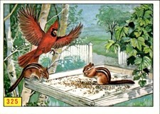 figurina Uccelli ed.Panini