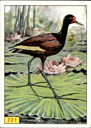 Figurina uccelli panini - figurina,