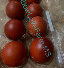 6 + French Black Copper Marans