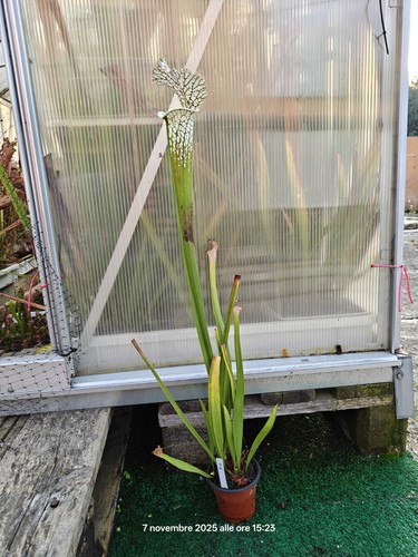 Sarracenia leucophylla - #19,