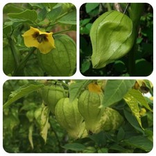 Tomatillo verde Physalis
