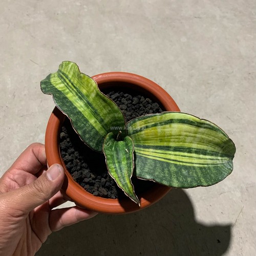 Sansevieria stella hawaiana