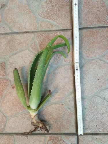 Aloe vera chinensis - vera,
