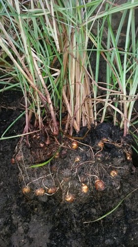 Zigolo dolce tuberi - zigolo,