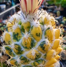 Coryphantha cornifera VARIEGATED SEEDS - 005 - SEMI di Cactus Raro