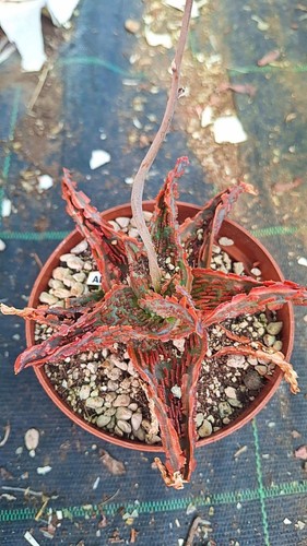 Aloe tct hybrid rossa - aloe,