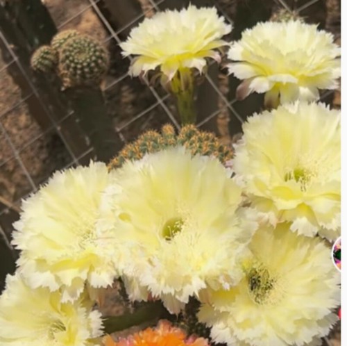 Piante cactus succulente 3 - di,