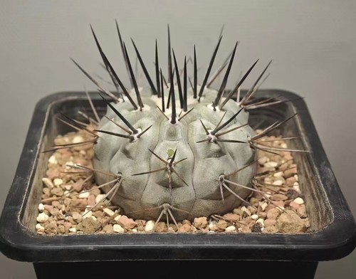 Copiapoa cinerea - 5,1,