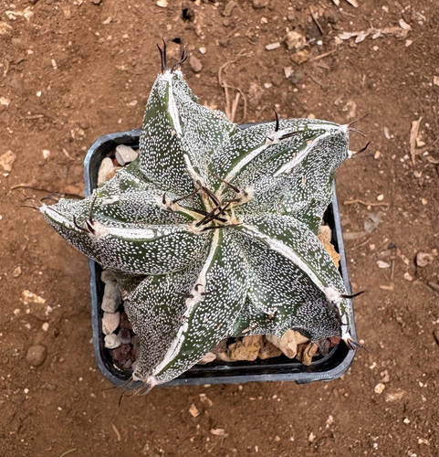 Astrophytum ornatum - ornatum, cv